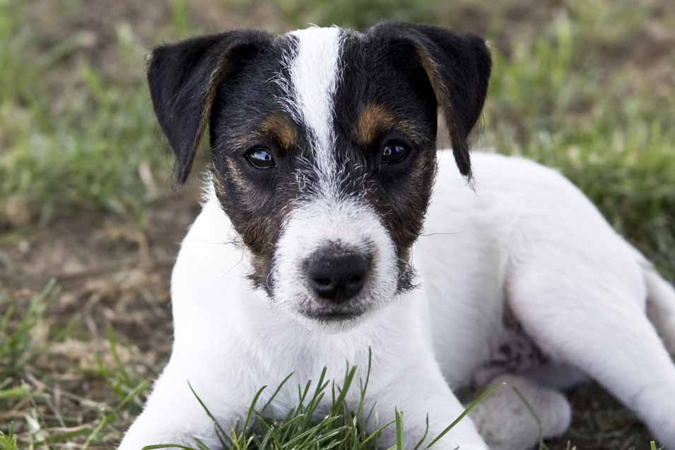 jack russell terrier black and white spots