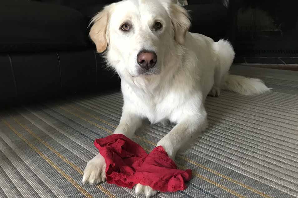 why do dogs eat dirty underwear