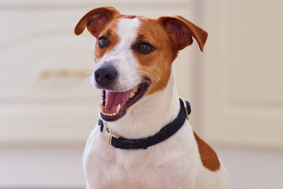 black white and brown jack russell terrier