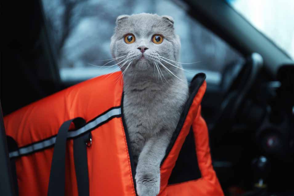 cat car trip