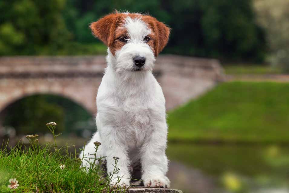 Top 10 Healthiest Dog Breeds to Own Pet Friendly House