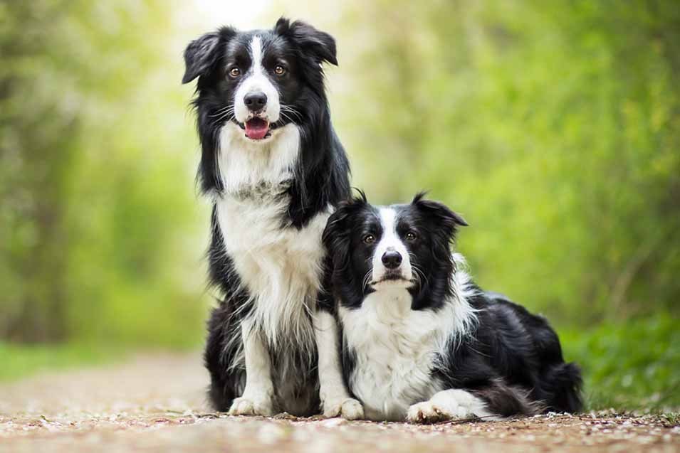 top easiest dogs to train