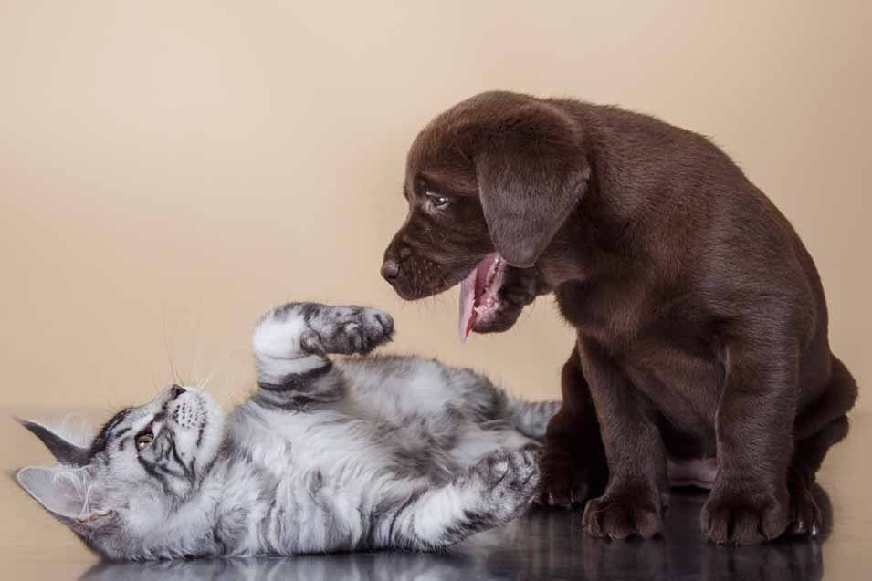 how to introduce puppy and cat