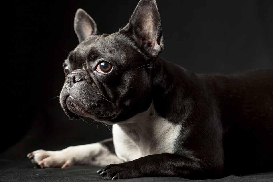 The Top 10 Small Purebred Dog Breeds Pet Friendly House