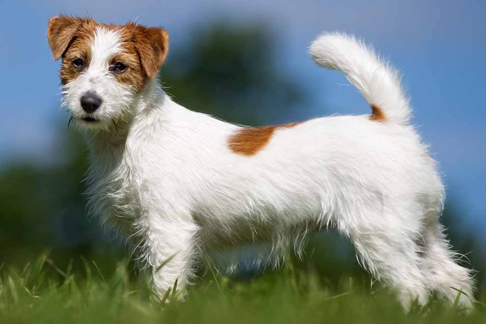 10 Things You Might Not Know About Jack Russell Terriers