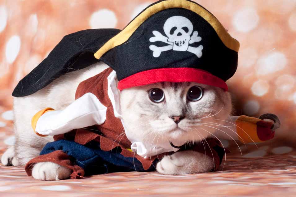 Cats in Hats - Cute Pictures of Cats Wearing Fashionable Hats
