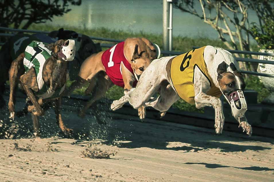 10 fastest dog breeds