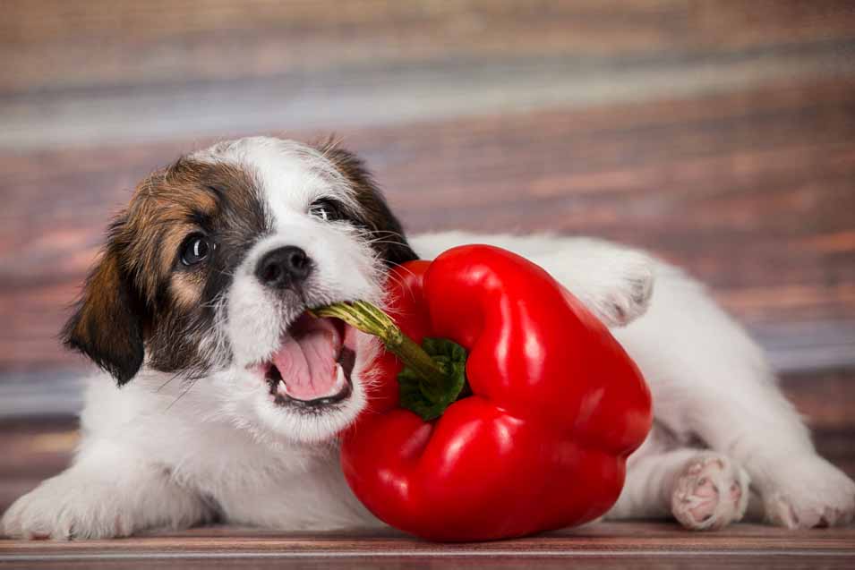 are dogs allowed bell peppers