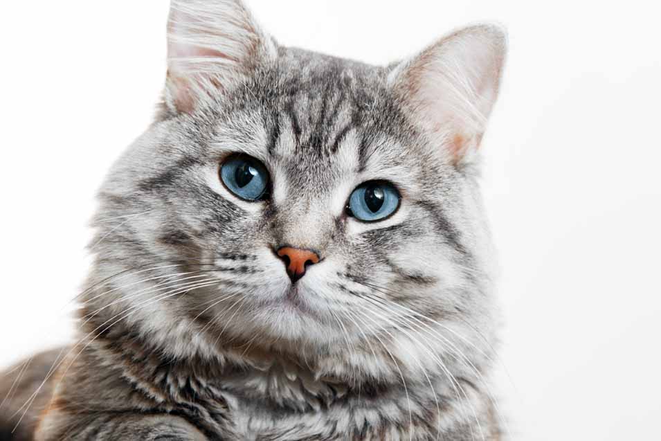 grey tabby cat white background paws