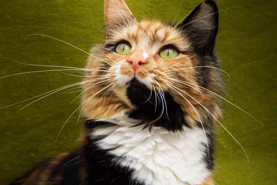 famous calico cats