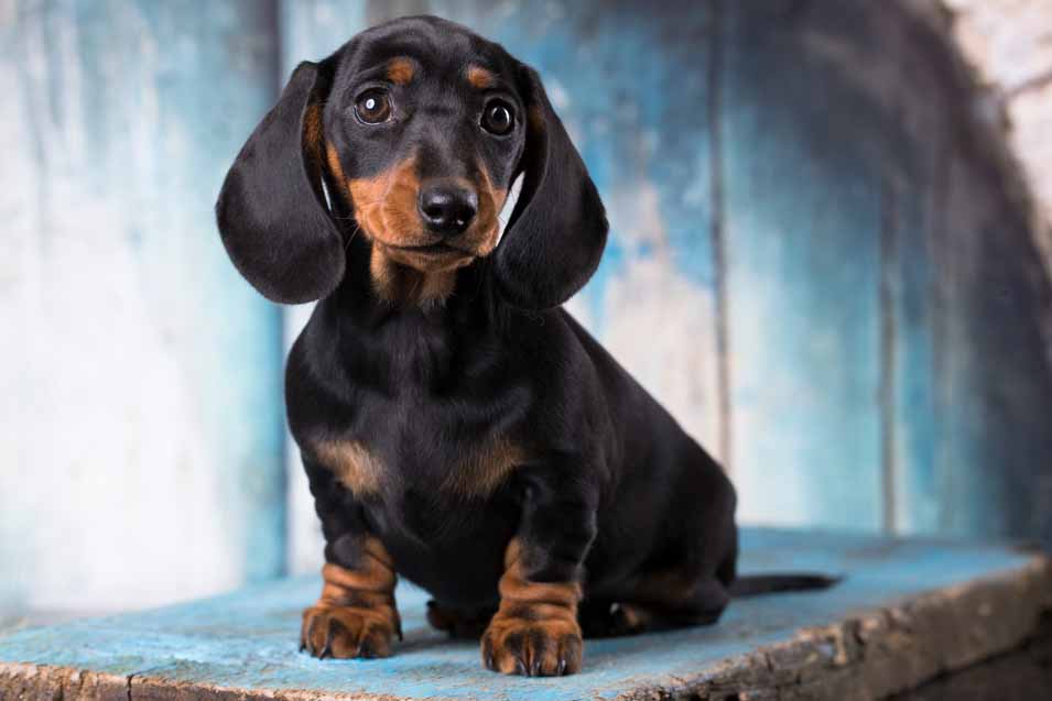 Top 10 Most Aggressive Dog Breeds Pet Friendly House