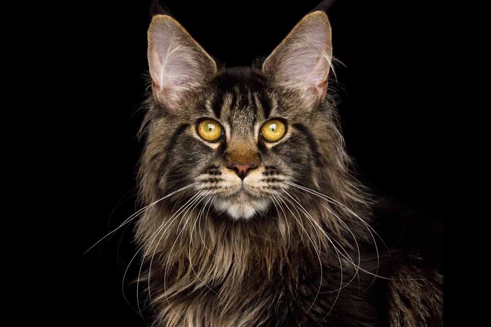 Fun Facts and Information About Maine Coon Cats | Pet Friendly House