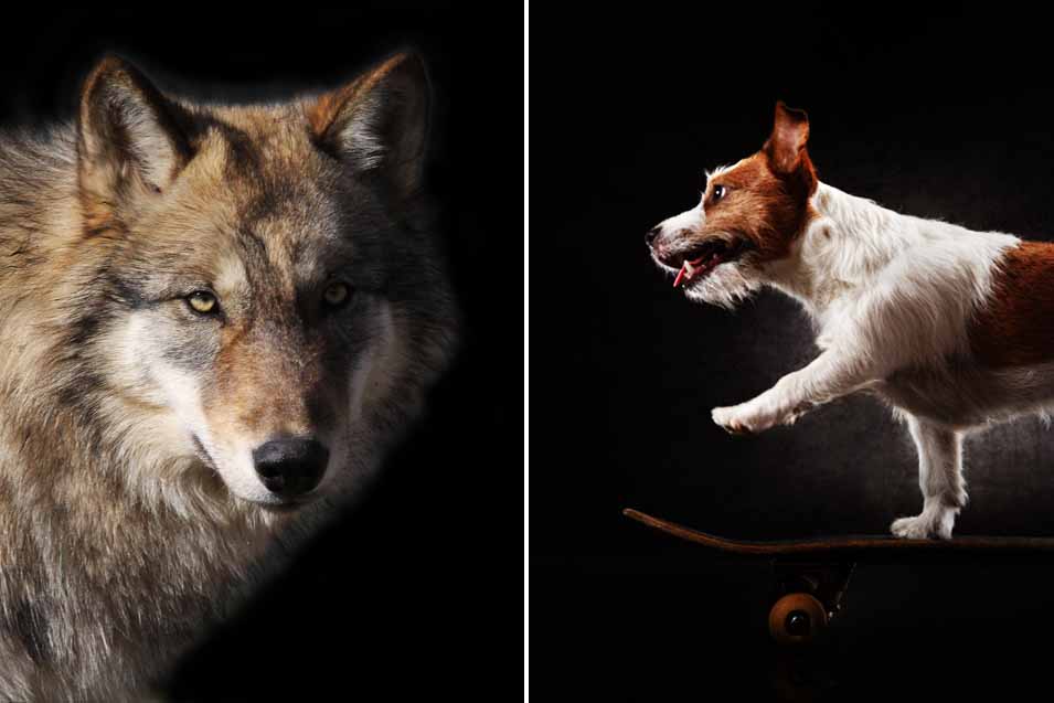 are wolves and dogs the same