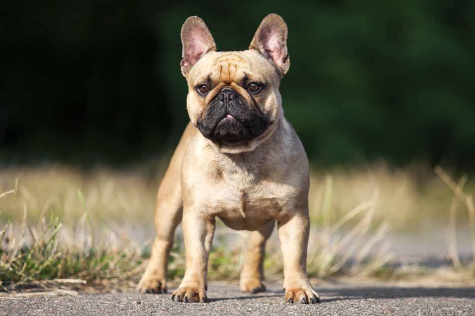 Types of Dog Training - Pet Friendly House